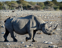 Rhino.Namibia11x14ZF#03