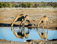 Giraffe.Namibia11x14ZF#04
