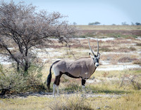 Gemsbok.Namibia11x14ZF#05