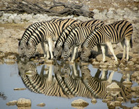 Zebra.Namibia11x14ZF#01
