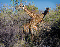 Giraffe.Namibia11x14ZF#05