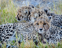 Cheetah.Namibia11x14ZF#20